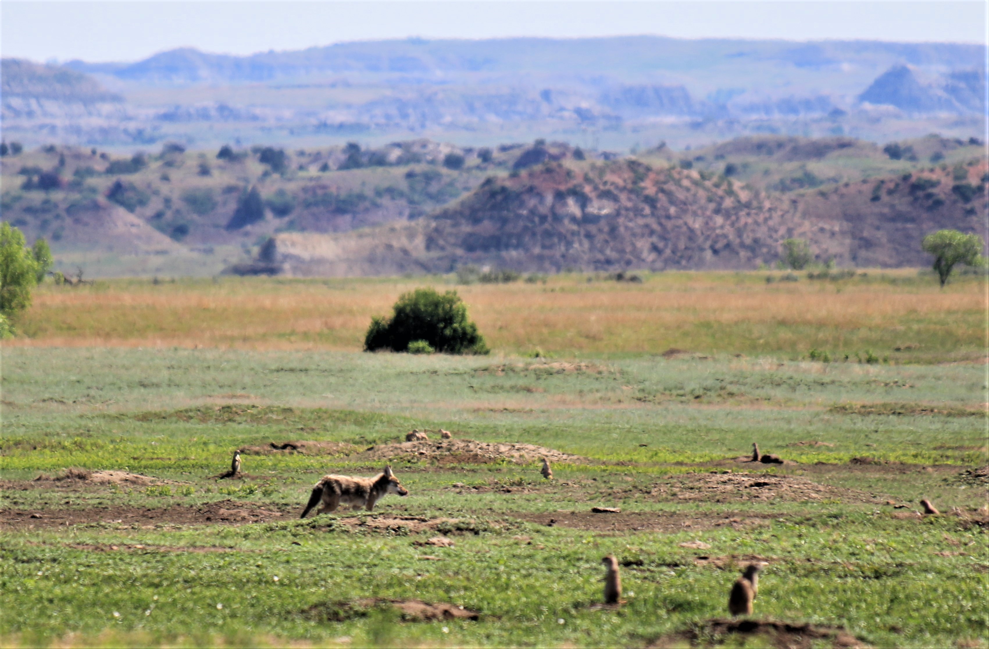 Theodore Roosevelt NP